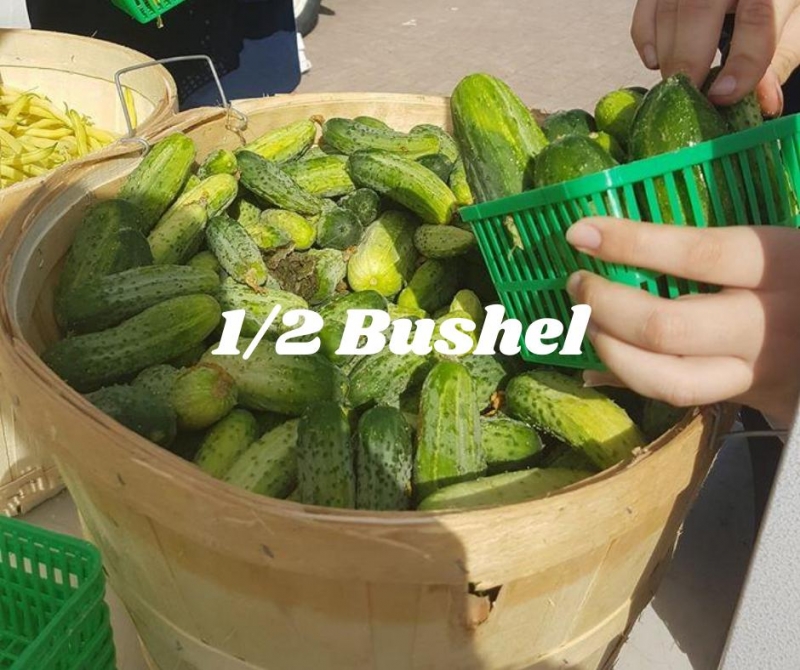 picture of 1/2 bushel of picklers